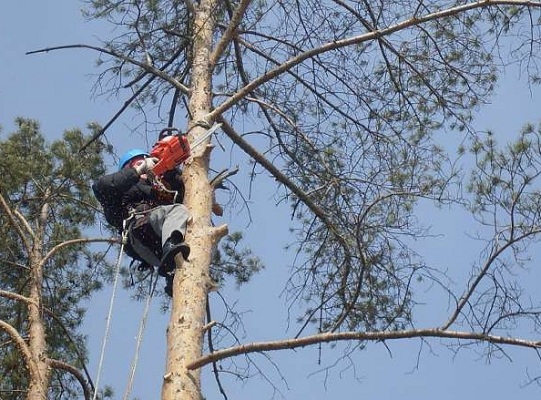 Спил деревье от собственника Роман